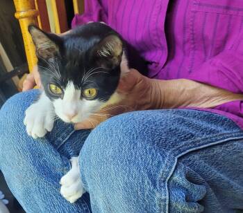 Tux -  Domestic Short Hair Cat for Adoption in Mayfield, New York - Tux | PetCurious
