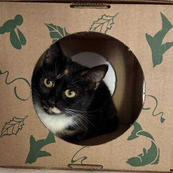 Zipline -  Domestic Short Hair Cat for Adoption in Durham, North Carolina - Zipline | PetCurious