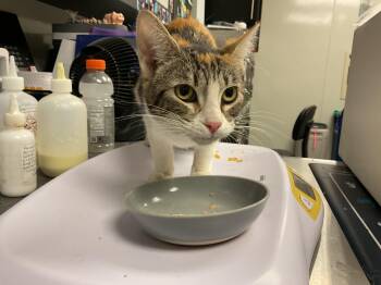 Domestic Short Hair Cats Available for Adoption in Ontario, California - CLEO | PetCurious