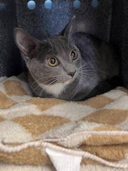 Pebbles -  Domestic Short Hair Cat for Adoption in Daytona Beach, Florida - Pebbles | PetCurious