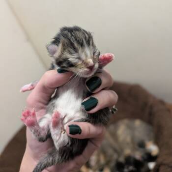 Rescue Domestic Short Hair Cats for Adoption in Milford, Iowa - Rose | PetCurious