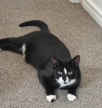 SNOOPY -  Domestic Short Hair Cat for Adoption in Toronto, Ontario - SNOOPY | PetCurious