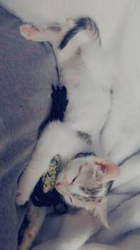 Ms. Dill Pickle -  Domestic Short Hair Cat for Adoption in Columbus, Indiana - Ms. Dill Pickle | PetCurious