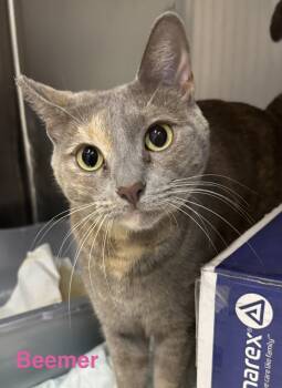 Beemer -  Dilute Tortoiseshell Cat for Adoption in Las Vegas, Nevada - Beemer | PetCurious