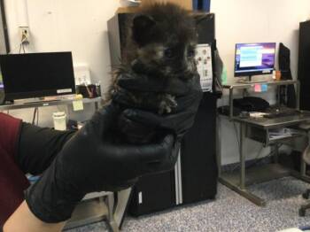 TINSEL -  Domestic Short Hair Cat for Adoption in Thousand Palms, California - TINSEL | PetCurious