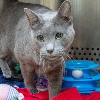 BUDDY -  Domestic Short Hair Cat for Adoption in St. Louis, Missouri - BUDDY | PetCurious