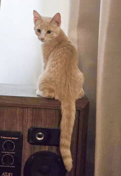 Rescue Domestic Short Hair Cats for Adoption in Flint Hill, Virginia - BEAR | PetCurious