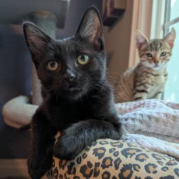 Domestic Short Hair Cats Available for Adoption in Lakewood, California - Sandwich | PetCurious