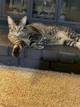 Tabby and Domestic Short Hair Cats Available for Adoption - Gash | PetCurious