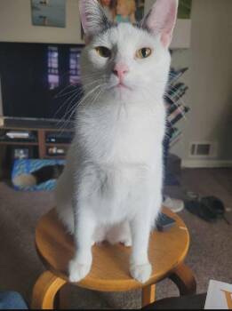 Domestic Short Hair Cats Available for Adoption in Springfield, Pennsylvania - Damien | PetCurious