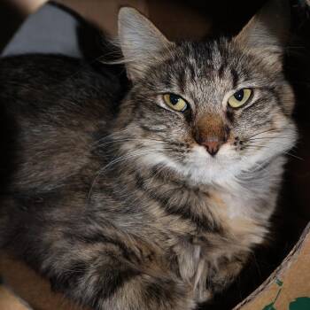 Junco -  Domestic Short Hair Cat for Adoption in Saint Charles, Missouri - Junco | PetCurious
