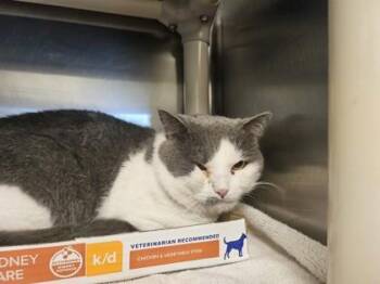 Sloth -  Domestic Short Hair Cat for Adoption in Fallston, Maryland - Sloth | PetCurious