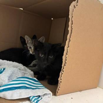 Peter -  Domestic Short Hair Cat for Adoption in Des Moines, Iowa - Peter | PetCurious