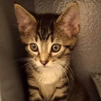 Tot -  American Bobtail Cat for Adoption in Parkersburg, West Virginia - Tot | PetCurious