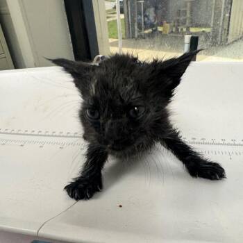 Patrick -  Domestic Short Hair Cat for Adoption in Columbiana, Alabama - Patrick | PetCurious