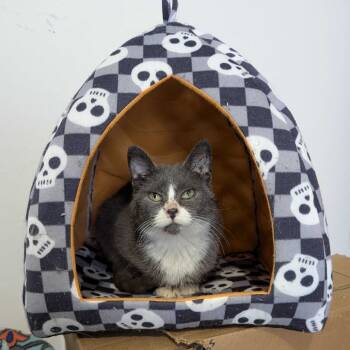 Rescue Domestic Short Hair Cats for Adoption in Valdosta, Georgia - Willow | PetCurious