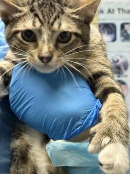 Rescue Domestic Short Hair Cats for Adoption in Fort Worth, Texas - Yam | PetCurious