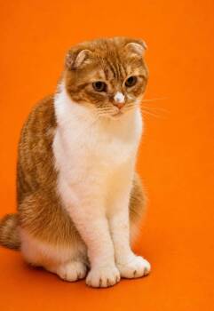Scottish Fold Cats Available for Adoption in Bedford Hills, New York - Butterscotch Is Soooo Delicious!  Adored By All!  More Photos Vi | PetCurious