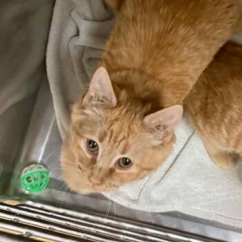 Crookshank -  Domestic Long Hair Cat for Adoption in Canton, North Carolina - Crookshank | PetCurious