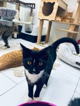 Domestic Short Hair Cats Available for Adoption - Wesley | PetCurious