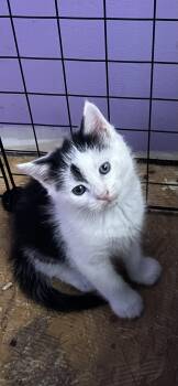 Tuxedo and Turkish Van Cats Available for Adoption in Newark Valley, New York - Douglas Fur | PetCurious