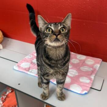 Woody -  Domestic Short Hair Cat for Adoption in Sarasota, Florida - Woody | PetCurious