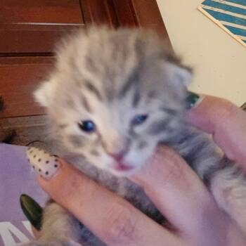 Domestic Short Hair Cats Available for Adoption in Hanna City, Illinois - Traeh | PetCurious