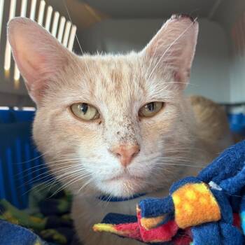 Alfredo -  Domestic Short Hair Cat for Adoption in Fairport, New York - Alfredo | PetCurious