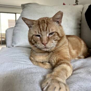 Rescue Domestic Short Hair Cats for Adoption in Long Beach, California - Nami | PetCurious
