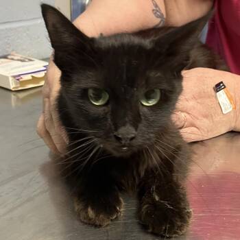 Binkerton -  Domestic Long Hair Cat for Adoption in Dekalb, Illinois - Binkerton | PetCurious