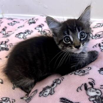 Cumulo (Snickers) -  Domestic Medium Hair Cat for Adoption in Long Beach, California - Cumulo (Snickers) | PetCurious