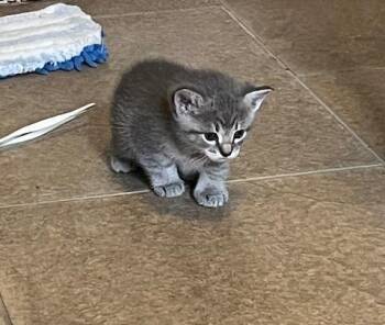 American Shorthair and Domestic Short Hair Cats Available for Adoption - Solomon | PetCurious