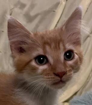 Rescue Domestic Short Hair Cats for Adoption in Connelly Springs, North Carolina - Criss | PetCurious