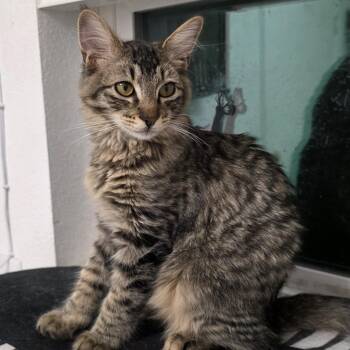 Merrick -  Domestic Long Hair Cat for Adoption in Litchfield Park, Arizona - Merrick | PetCurious