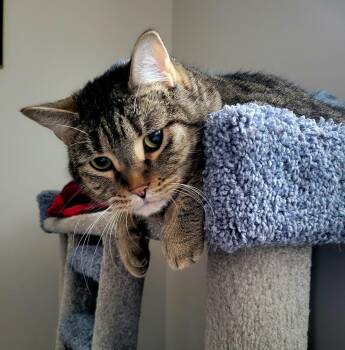Tiggy -  Domestic Short Hair Cat for Adoption in Calgary, Alberta - Tiggy | PetCurious