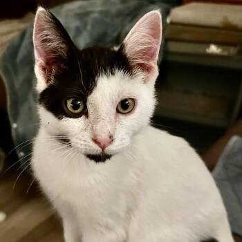 Small Fry -  Domestic Short Hair Cat for Adoption in Moses Lake, Washington - Small Fry | PetCurious