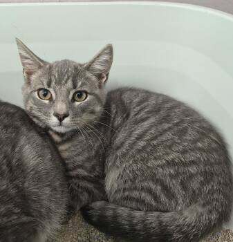 Tiger -  Domestic Short Hair Cat for Adoption in Athens, Tennessee - Tiger | PetCurious