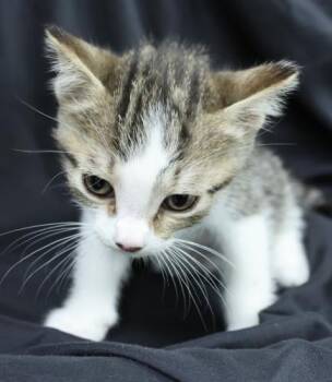 Kiwifruit -  Domestic Short Hair Cat for Adoption in Thief River Falls, Minnesota - Kiwifruit | PetCurious