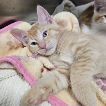 Finch -  Domestic Short Hair Cat for Adoption in Port Townsend, Washington - Finch | PetCurious