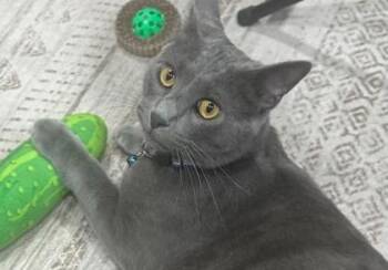 Smoky -  Domestic Short Hair Cat for Adoption in Kansas City, Missouri - Smoky | PetCurious