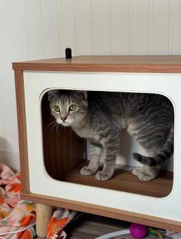 Toga -  Domestic Short Hair Cat for Adoption in Topeka, Kansas - Toga | PetCurious