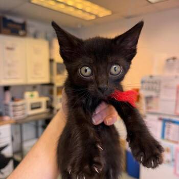 Gallant 22 -  Domestic Short Hair Cat for Adoption in Austin, Texas - Gallant 22 | PetCurious