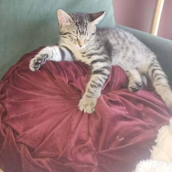 Tito and Pablo -  Domestic Medium Hair Cat for Adoption in Charlotte, North Carolina - Tito And Pablo | PetCurious