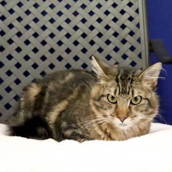 Domestic Long Hair Cats Available for Adoption - Hollis | PetCurious