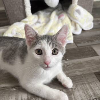Rescue Domestic Short Hair Cats for Adoption in Bellmawr, New Jersey - Miranda | PetCurious
