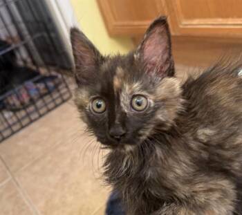 Domestic Long Hair Cats Available for Adoption in Thousand Palms, California - KATNISS | PetCurious