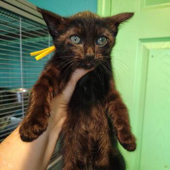 Pencil (yellow) -  Domestic Short Hair Cat for Adoption in Osawatomie, Kansas - Pencil (yellow) | PetCurious