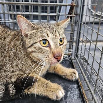 American Shorthair Cats Available for Adoption - Leon | PetCurious