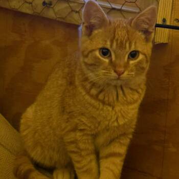 Domestic Short Hair Cats Available for Adoption - Moko | PetCurious