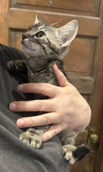 Spencer Napa -  Tabby Cat for Adoption in Napa, California - Spencer Napa | PetCurious